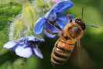 Bee Attracted to a Flower