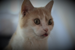 Cat Sticking Tongue Out