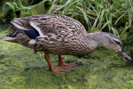 Duck eating Duckweed at Bosham, Chichester