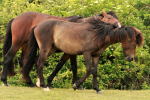 Horses playing with each other at Cissbury Ring, Worthing