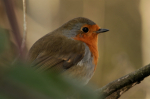 Robin in a Tree